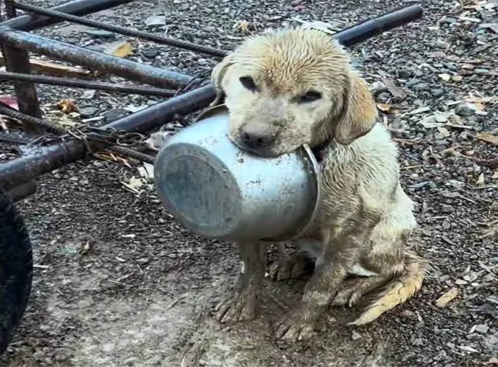 In this shared moment of quiet pleading,...