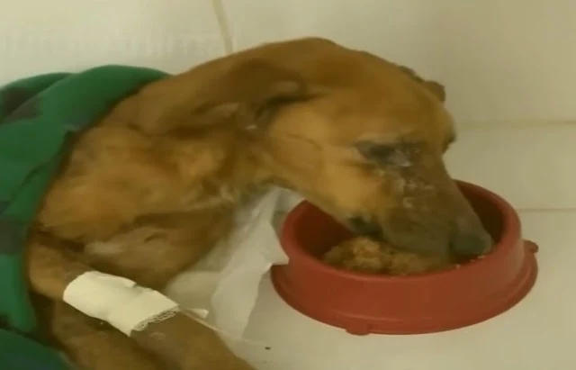 Phoenix's progress was remarkable and up...