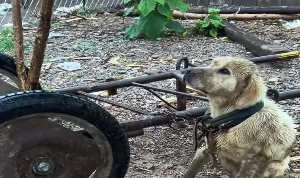 As the dog turned away from his empty bo...