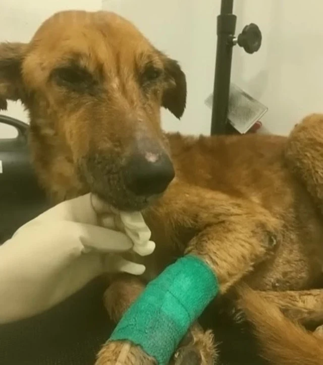 Extra image from article