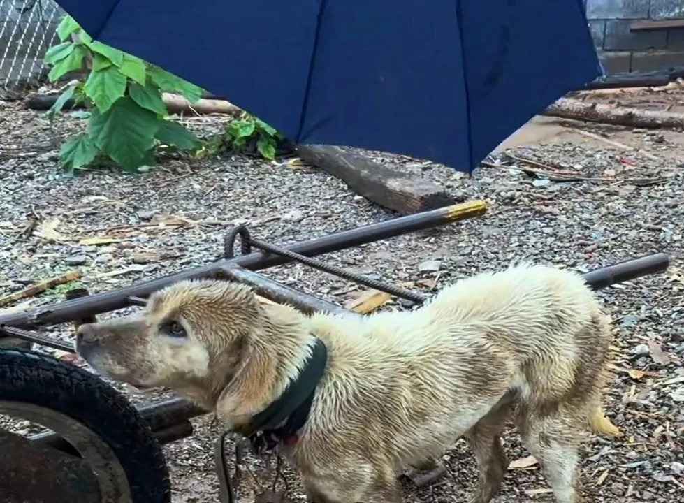 Extra image from article