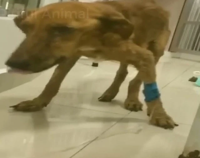 Extra image from article