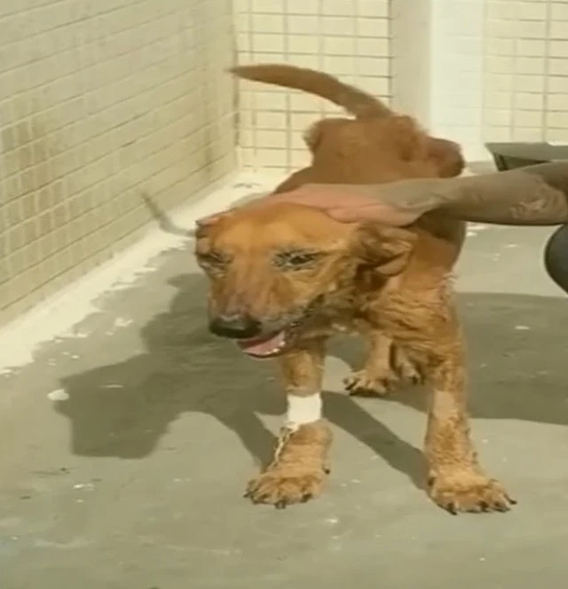 Extra image from article