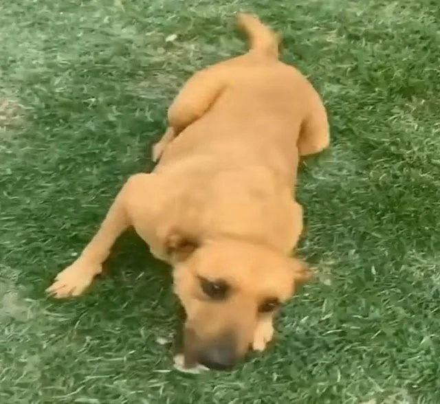 Extra image from article