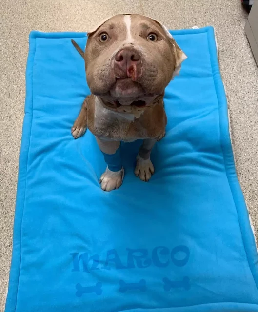 With time and dedicated care, Marco made...