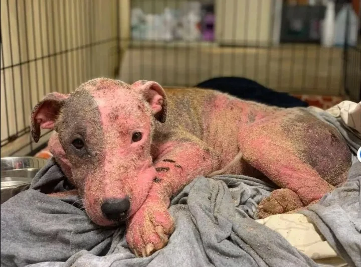 Amanda Krasniewski and her husband are n...