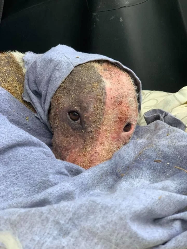 Initially shy, Leialoha ventured out of ...