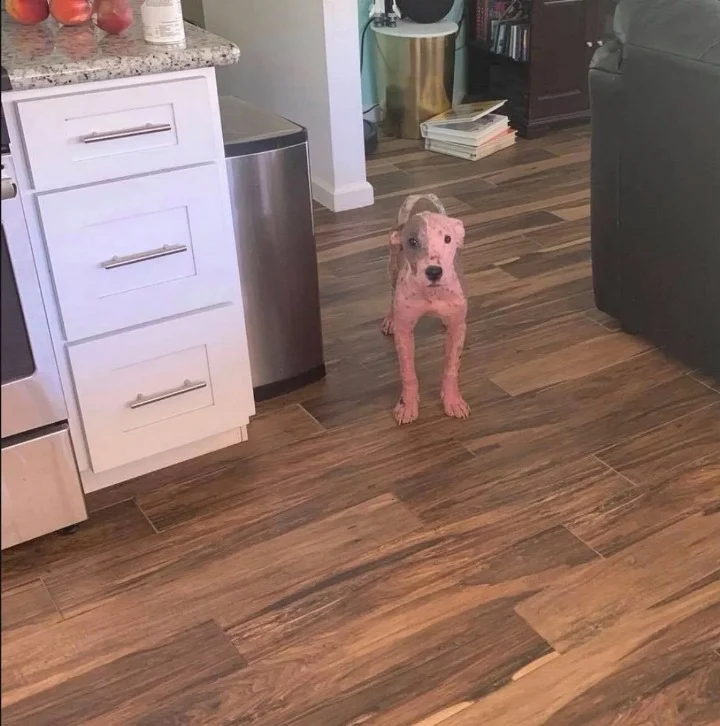 Leialoha’s story reminds us that love tr...