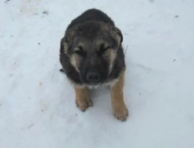 Extra image from article