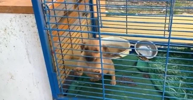 Extra image from article