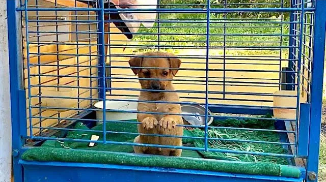 Upon seeing her rescuers, the puppy imme...