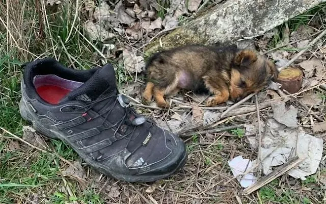 Extra image from article