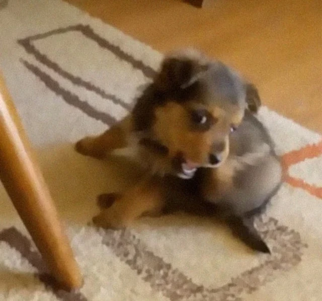 Extra image from article