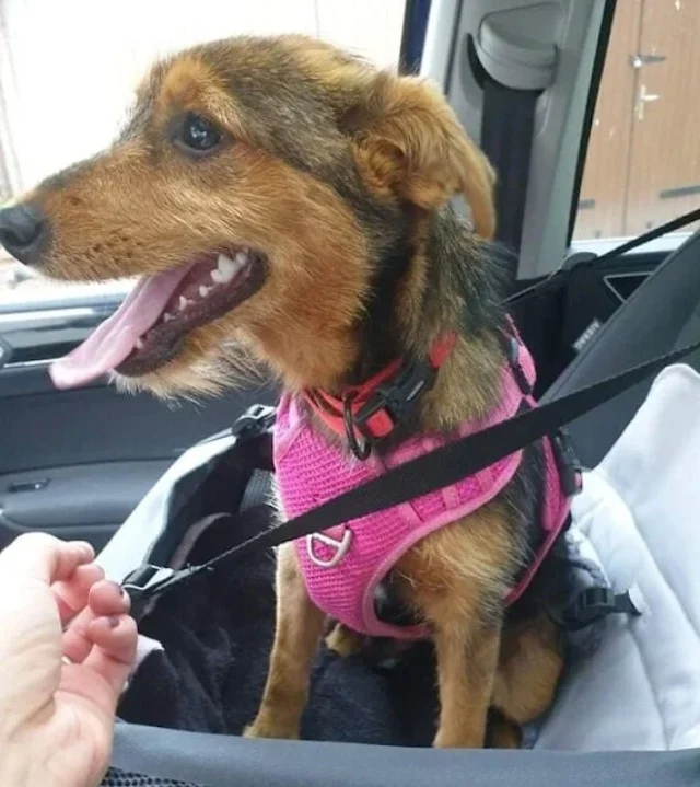 Extra image from article