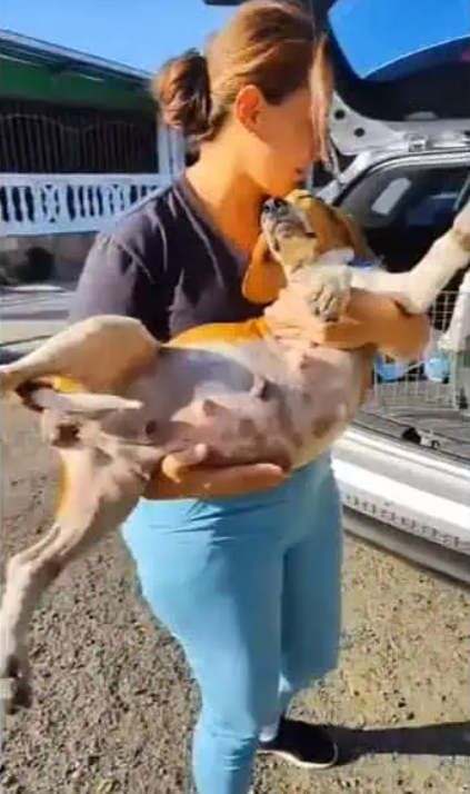 In the weeks that followed, the puppies ...