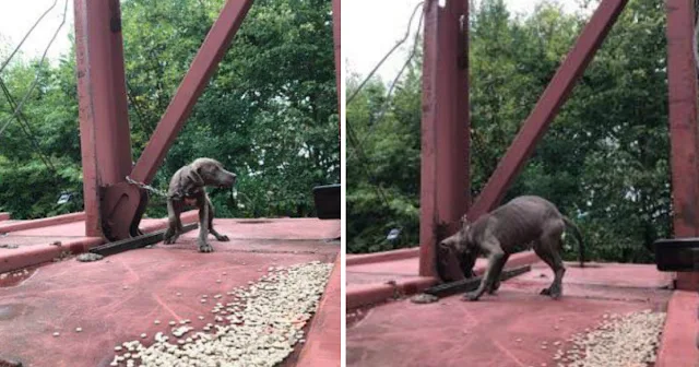 The dispatcher informed them that the do...