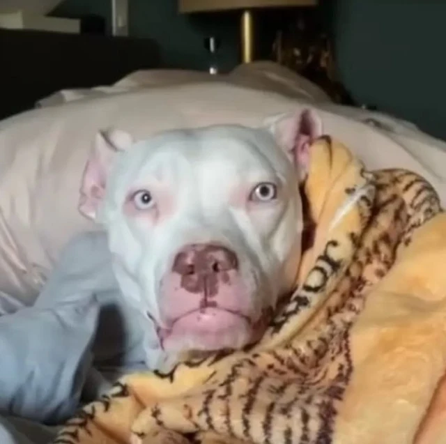 Blu’s previous owners had to surrender h...