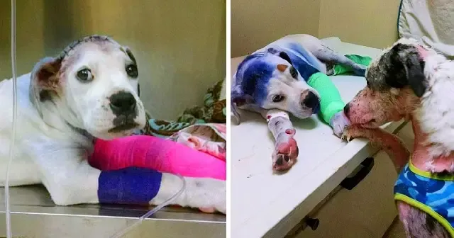 Sammie had faced unimaginable cruelty—sp...