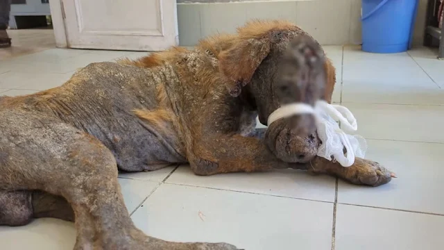 Gradually, the dog's frail body began to...