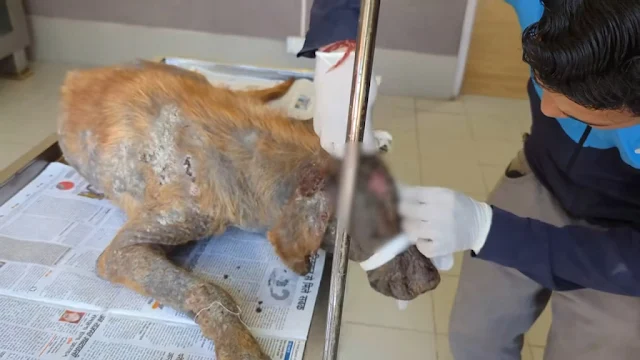 New fur started to cover the once-bare a...