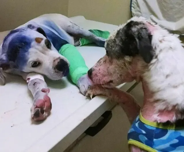 Extra image from article