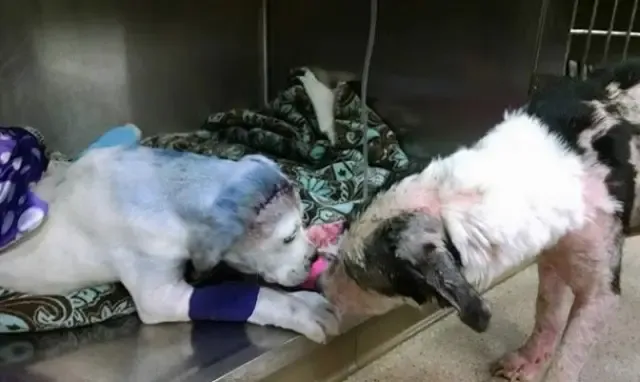 Extra image from article