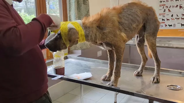 Extra image from article