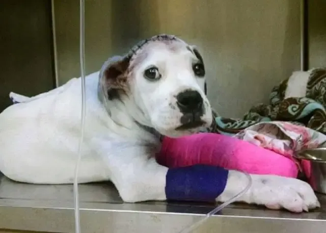 Extra image from article