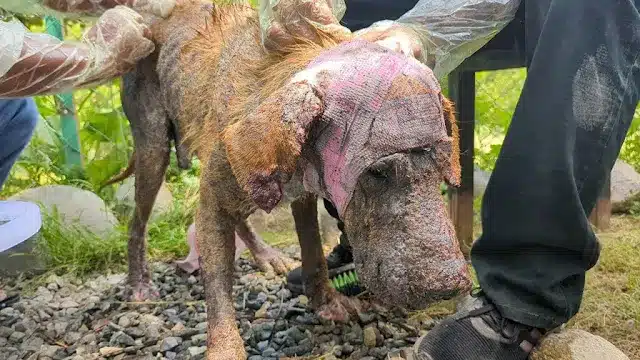 The dog was in a dire state, with painfu...