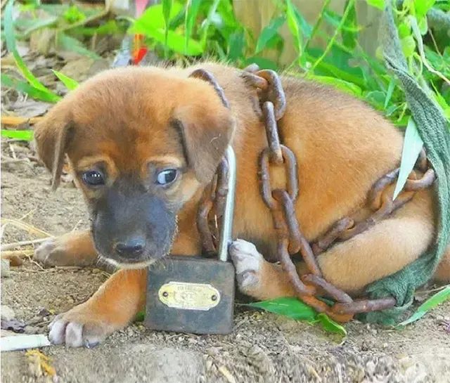 The rescuer cleaned Steel up and offered...