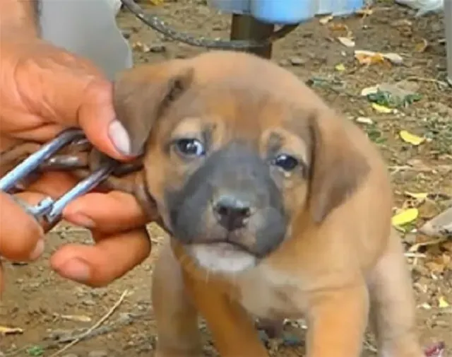 Extra image from article