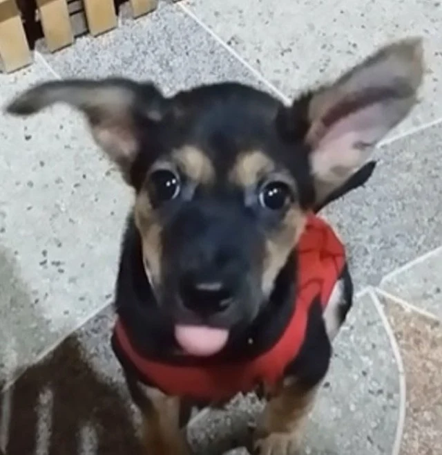 Extra image from article