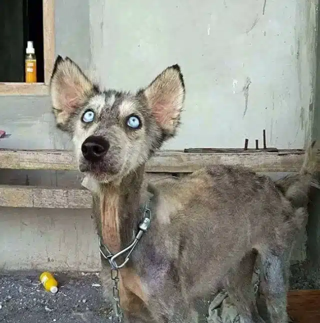 Today, Hope enjoys a joyful life in Bali...