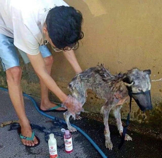 Extra image from article