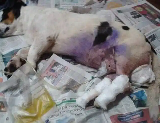 Extra image from article