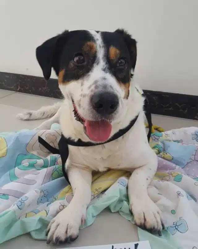 Extra image from article