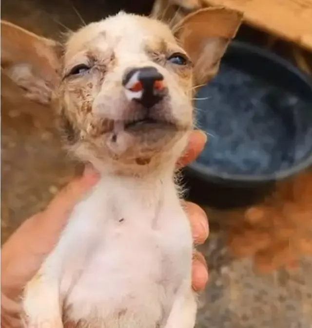 From Despair to Hope: Rescuers Restore Health and Happiness to a Mother Dog and Her Puppy