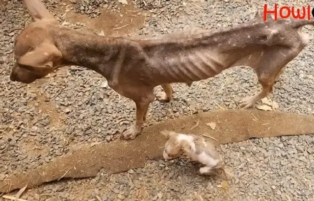 From Despair to Hope: Rescuers Restore Health and Happiness to a Mother Dog and Her Puppy