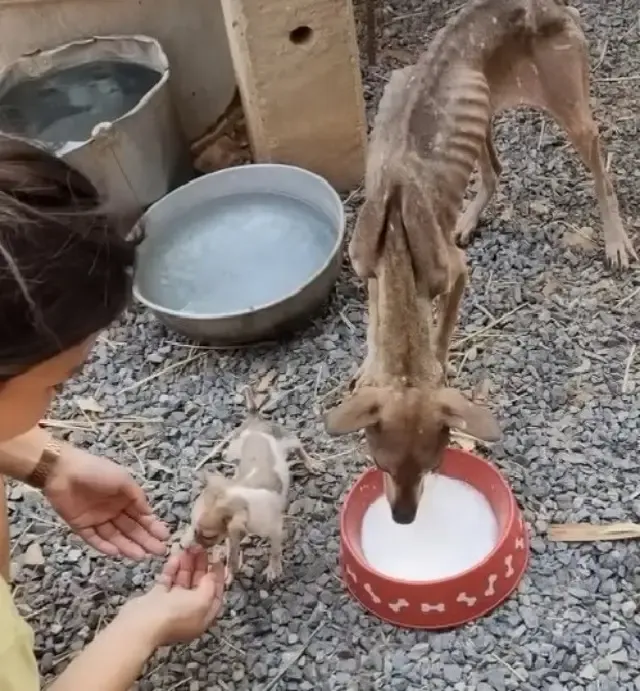From Despair to Hope: Rescuers Restore Health and Happiness to a Mother Dog and Her Puppy