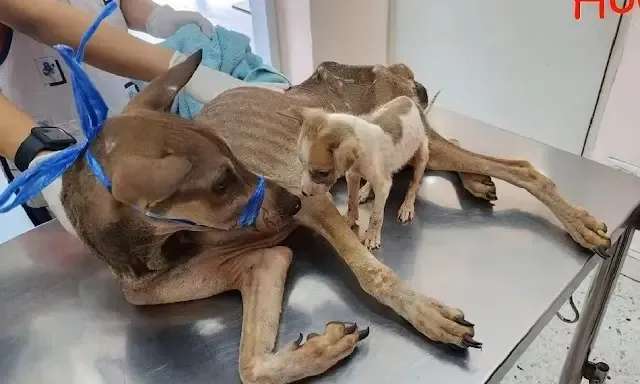 From Despair to Hope: Rescuers Restore Health and Happiness to a Mother Dog and Her Puppy