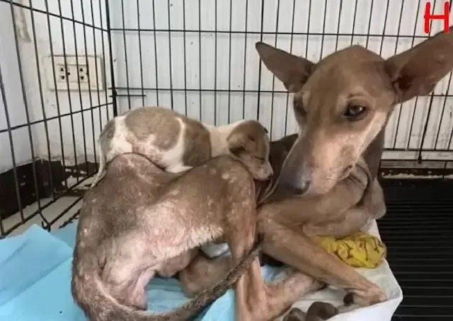 From Despair to Hope: Rescuers Restore Health and Happiness to a Mother Dog and Her Puppy
