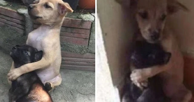 Extra image from article