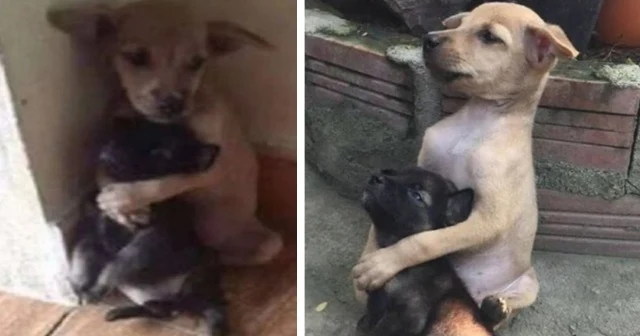 The bond between these two dogs is so st...