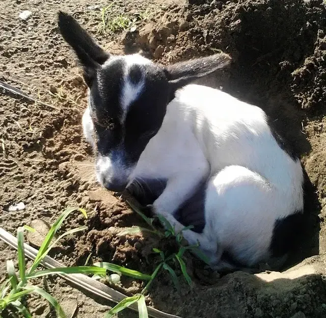 Extra image from article