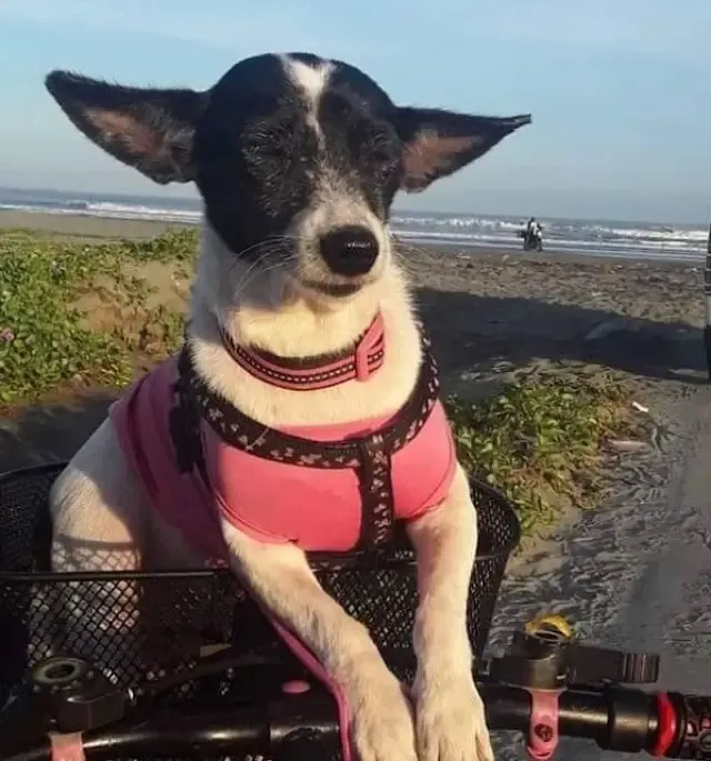 Extra image from article