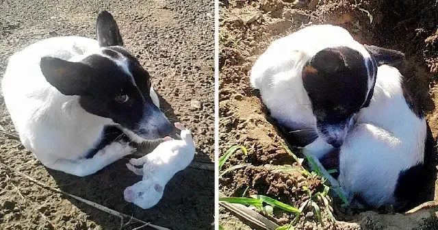 The dog's owner, Lenny Rose Ellema, resi...