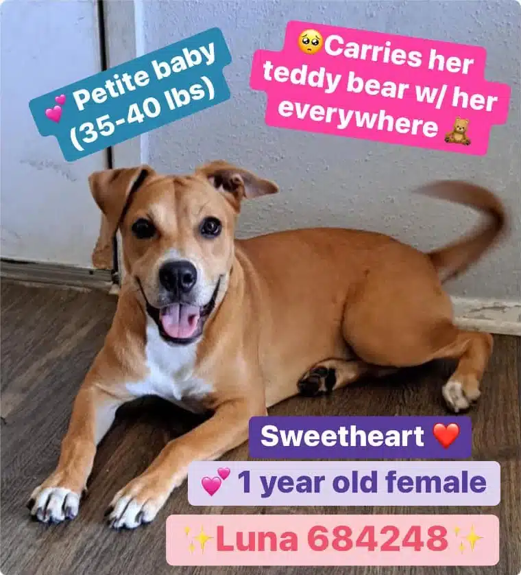 Eventually, Luna and her beloved teddy b...