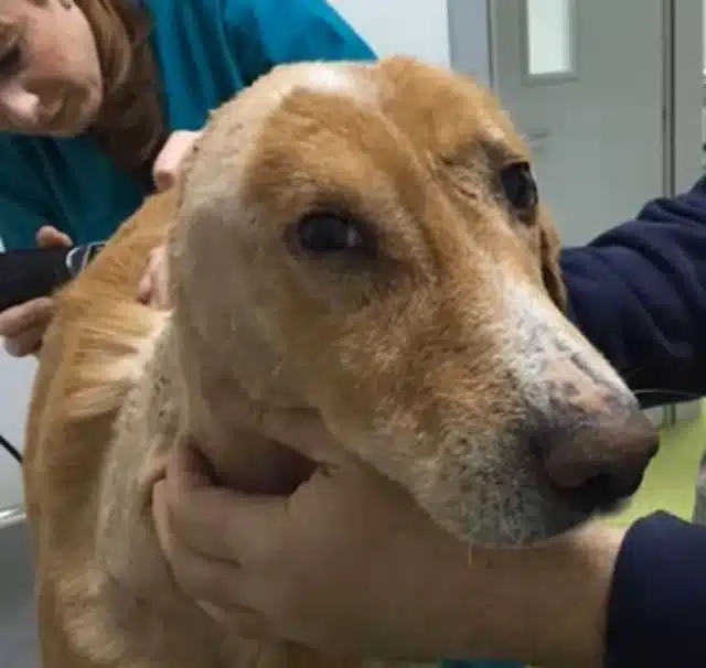 Just five days into his recovery, the pu...