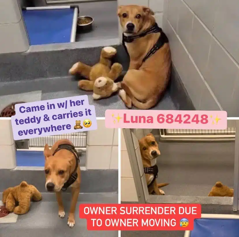 Extra image from article