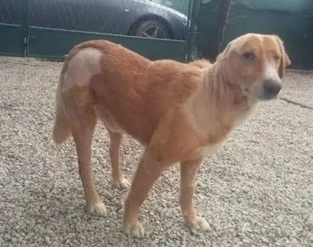 The journey to rescue and rehabilitate V...